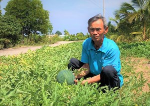 Cà Mau: Vụ dưa đón Tết trên đất mặn, giúp tăng thu nhập (5/2/2021)

